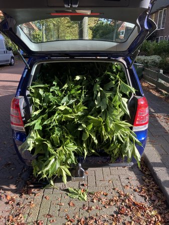 2021 Moerbeiboom